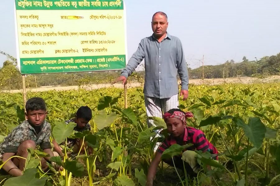 Farmer Abdus Sobur taking care of his demonstration plot, set up with assistance of NATP-II at Mollargaon village in Dakshin Surma of Sylhet. 	— FE Photo