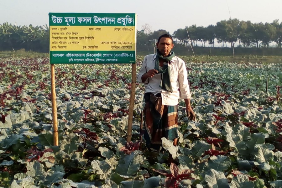 A farmer seen at his Broccoli field at Mitrodanga under Gopalpur union of Tungipara upazila in Gopalganj 	— FE Photo