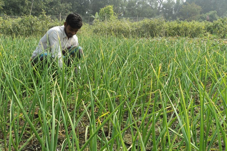 A farmer separating weeds from his garlic field for better output at Pachbibi upazila of Joypurhat district 	— FE Photo