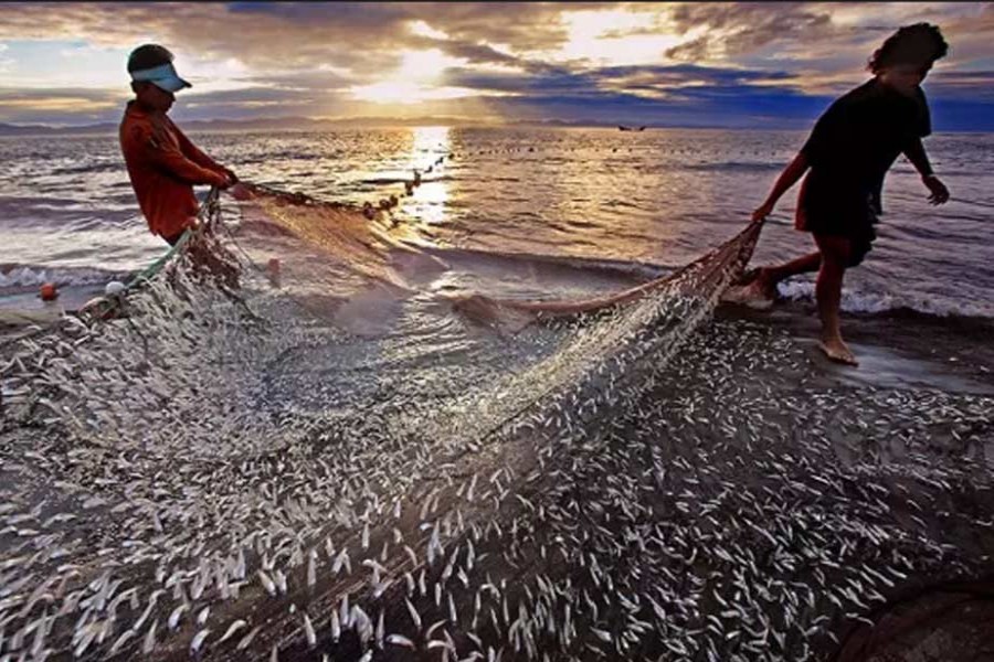 ‘475 species of fish in Bay of Bengal’ 