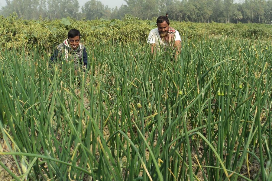 Farmers working at an onion field in Akkelpur upazila of Joypurhat district on Sunday      	— FE Photo