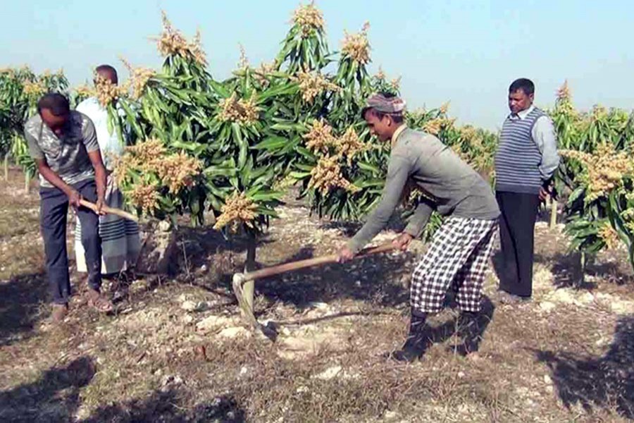 Labourers working at a mango orchard in Sapahar upazila of Naogaon district on Sunday	— FE Photo