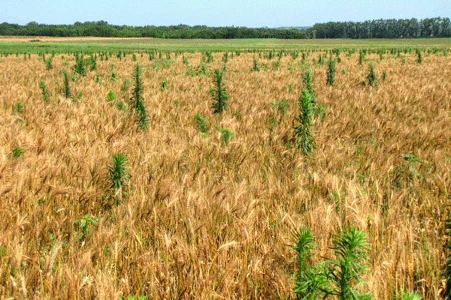 Weed management in boosting food output
