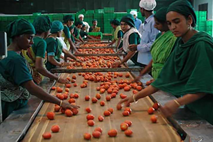 Tapping potential of agro-processing sector   