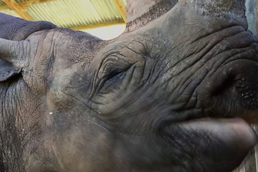 'World's oldest rhino' Fausta dies in Tanzania aged 57