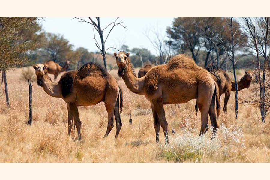 Australia to cull thousands of camels for water crisis