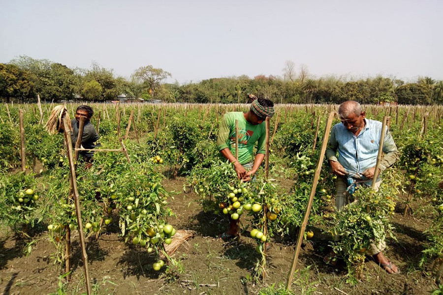 Bipul Ghosh's tomato field in Macchar union of Faridpur Sadar upazila — FE Photo