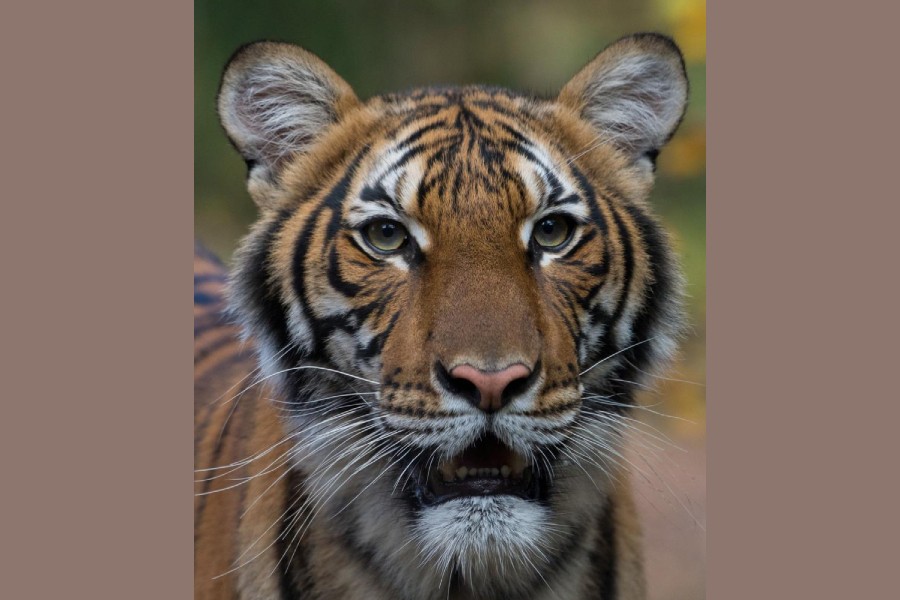 FILE PHOTO: Nadia, a 4-year-old female Malayan tiger at the Bronx Zoo, that the zoo said on April 5, 2020 has tested positive for coronavirus disease (COVID-19) is seen in an undated handout photo provided by the Bronx zoo in New York. WCS/Handout via REUTERS