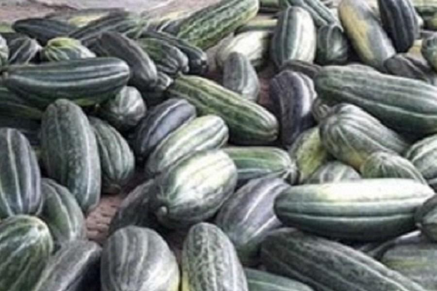 Melon farmers start online sales during coronavirus shutdown