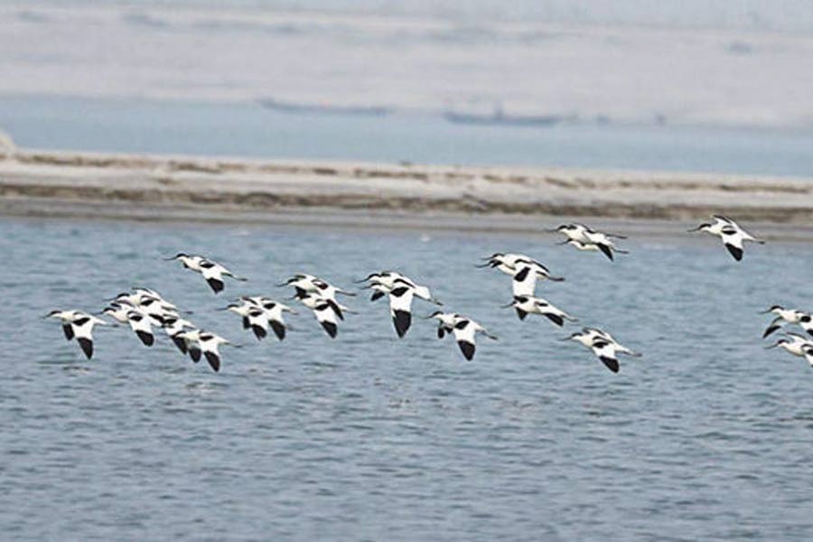 Oceanic birds make unusual visit to Rajshahi