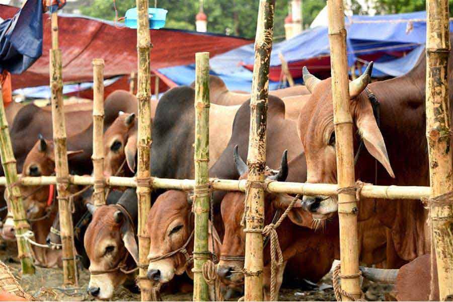 Meat traders demand ban on cattle, meat imports