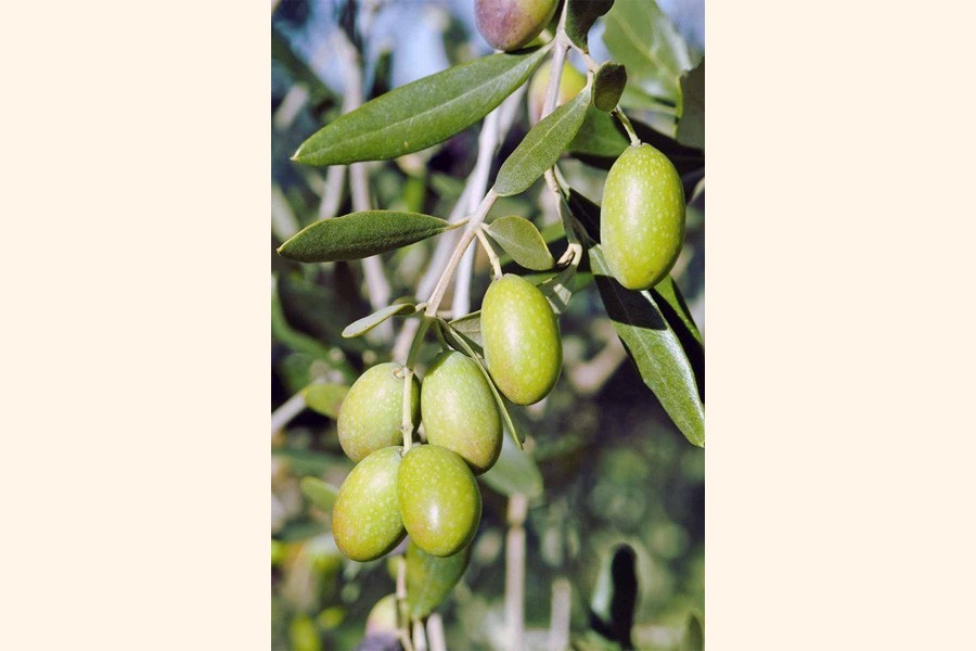 Tangail farmers find incentive in olive cultivation