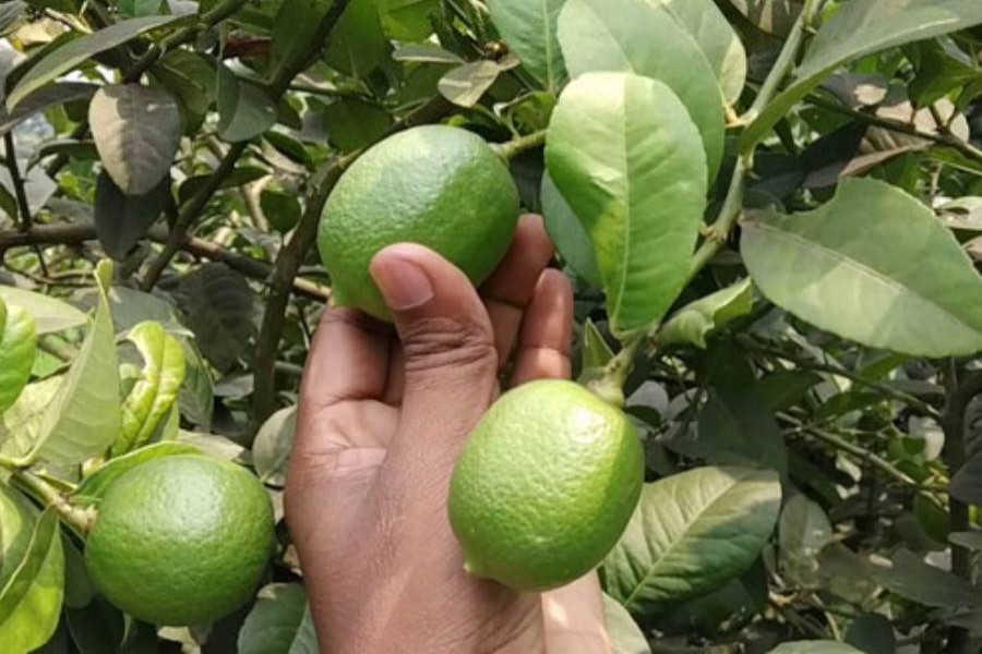 Tangail lemon growers fear losses