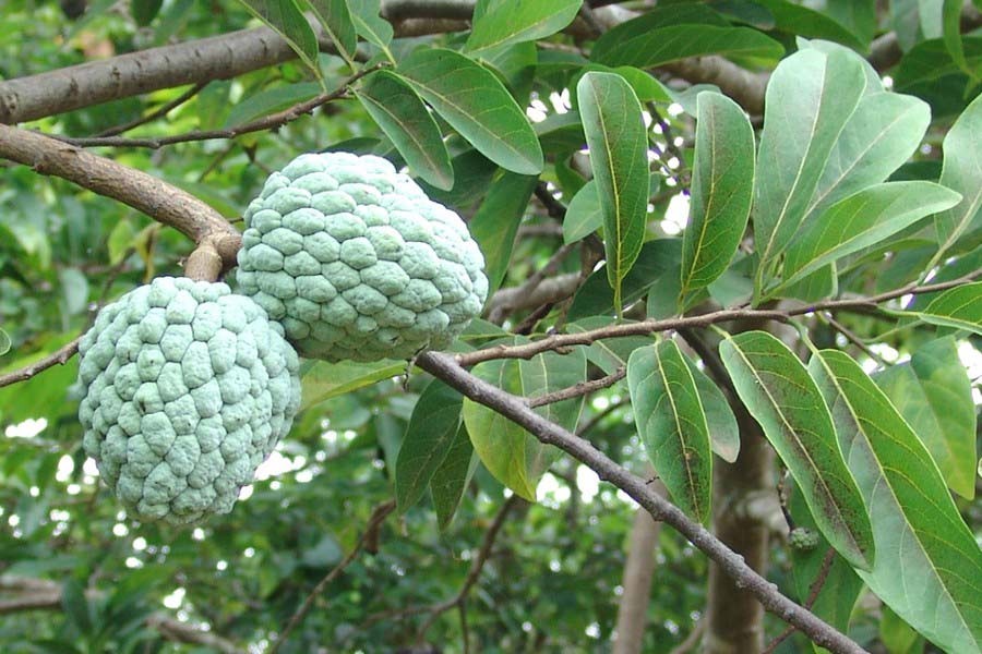 Native fruit varieties disappearing fast in Narsingdi