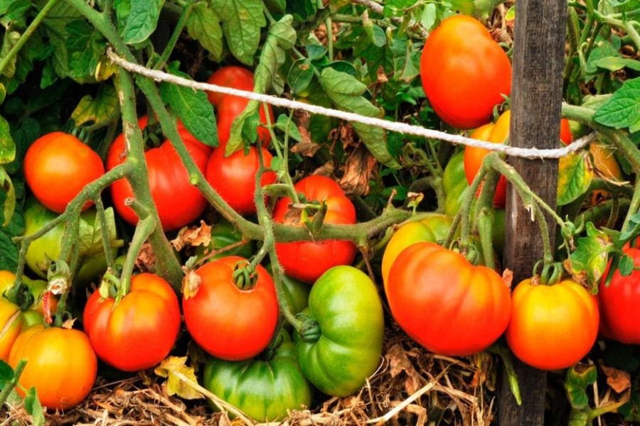 Tomato yield brings smile to farmers in Rajshahi region