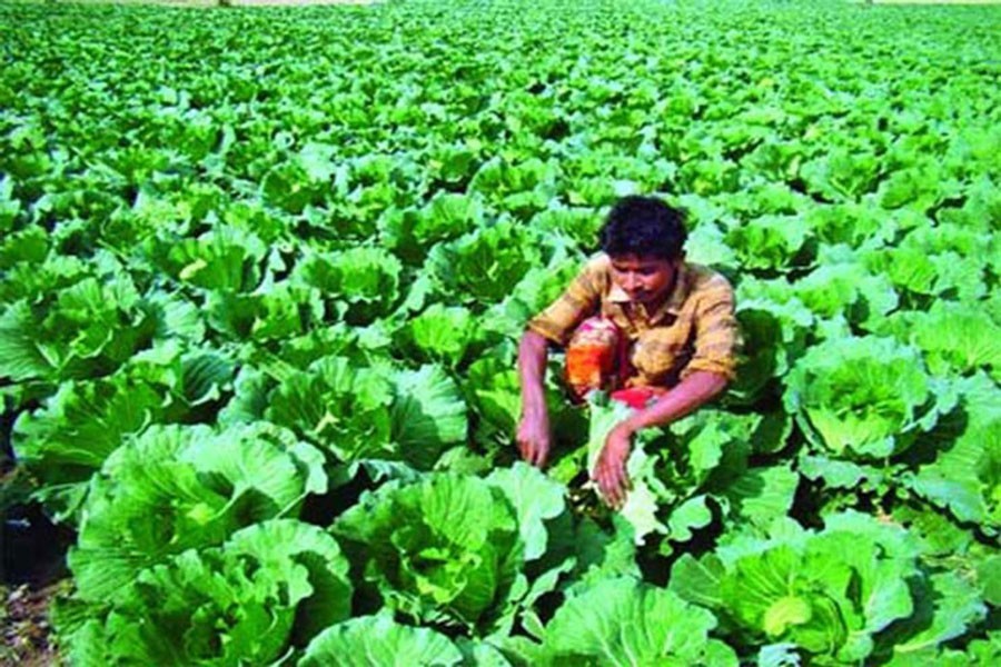 A farmer busy cultivating cabbage at Churamankathi village in Jashore — FE Photo