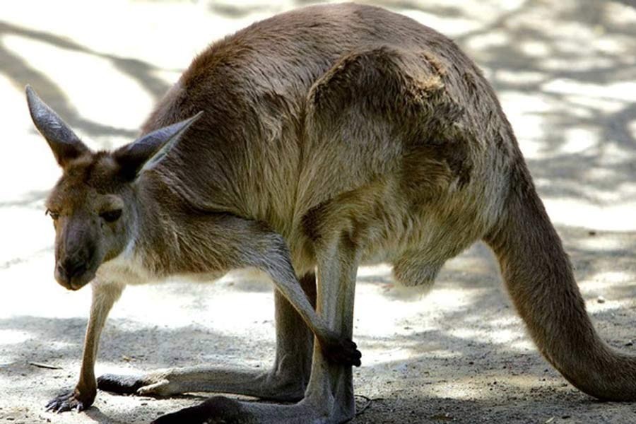 Kangaroos can learn to communicate with humans, researchers say