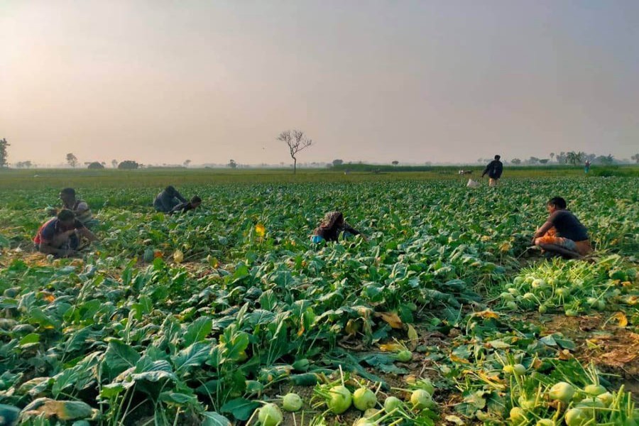 Farmers cutting turnip at a field in Rajshahi — FE Photo