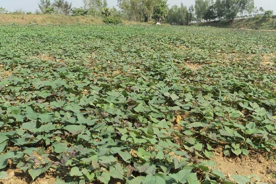 Rangpur farmers hope bumper sweet potato output
