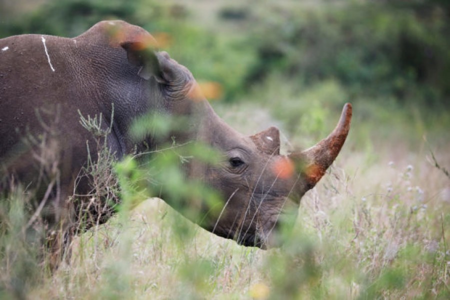 A southern white rhino is seen in this undated Reuters photo