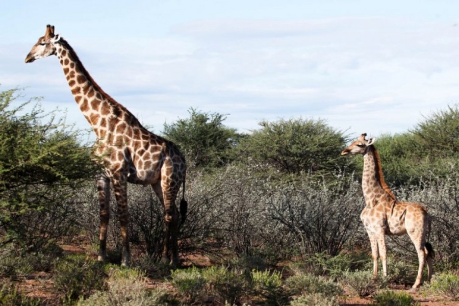 A dwarf giraffe named ‘Nigel’, born in 2014, stands with an adult male giraffe at an undisclosed location in Namibia, March 26, 2018. Picture taken March 26, 2018. Emma Wells/Giraffe Conservation Foundation/Handout via REUTERS