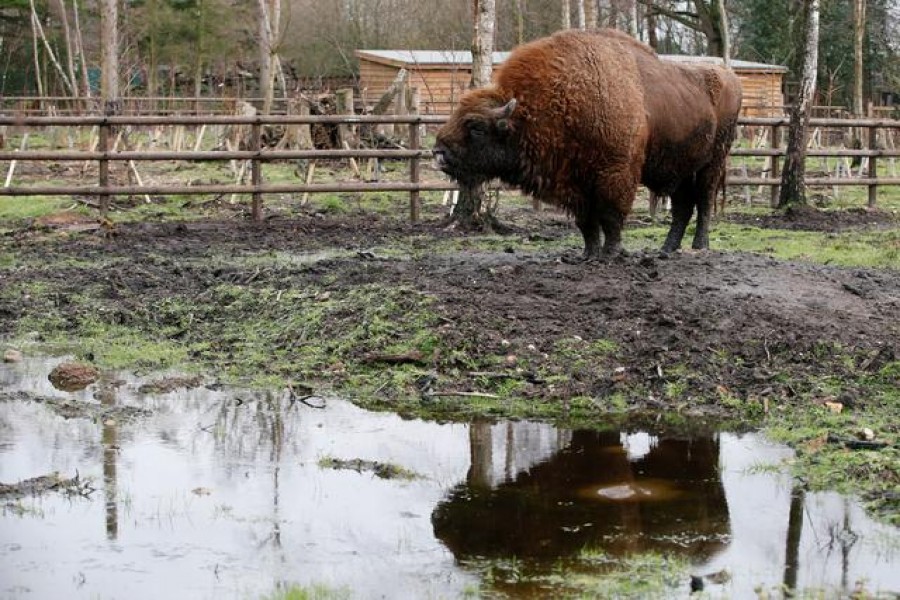 Bison rangers for woodland in the Garden of England sought