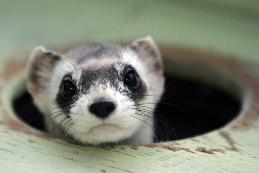 Bert, a male black-footed ferret peers out from a burrow in a cage at the US Fish and Wildlife Service National Black-footed Ferret Conservation Center in Wellington, Colorado April 11, 2007 — Reuters/Files