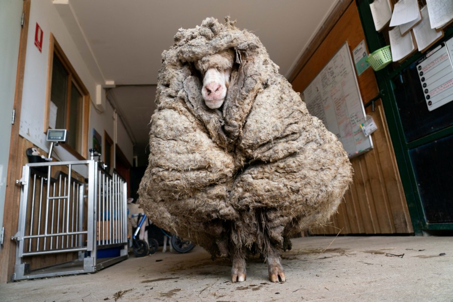 Wild sheep rescued in Australia shorn of 35 kg fleece