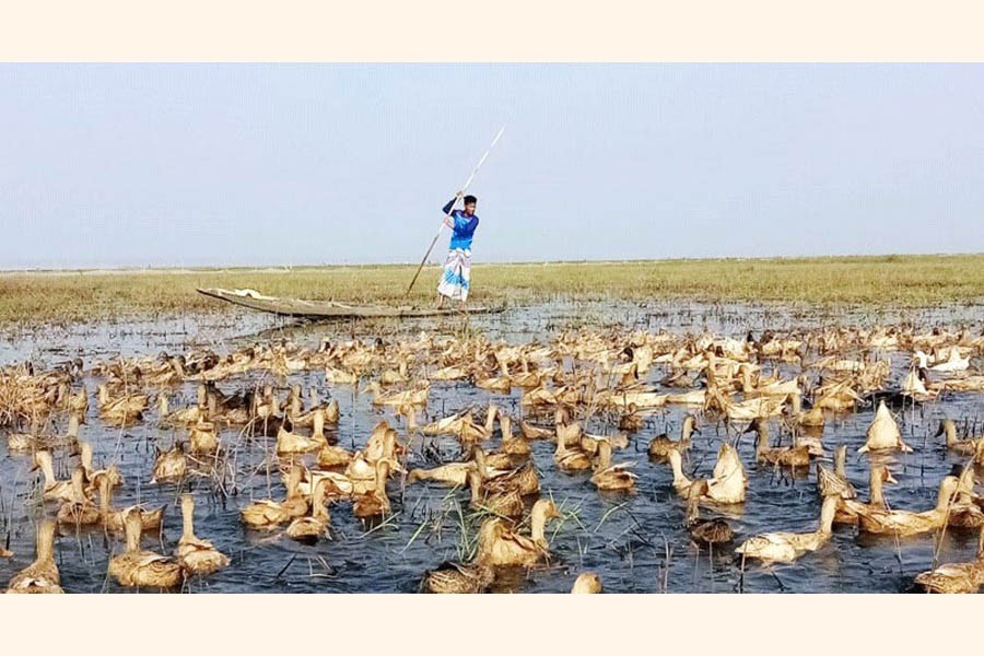 Ejharun Mia looking after his ducks at haor in Sunamganj — FE Photo