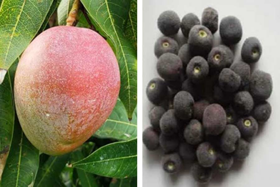 Two new fruit varieties get registration