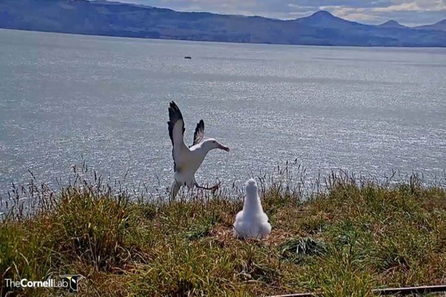 New Zealand livestream catches albatross in awkward landing