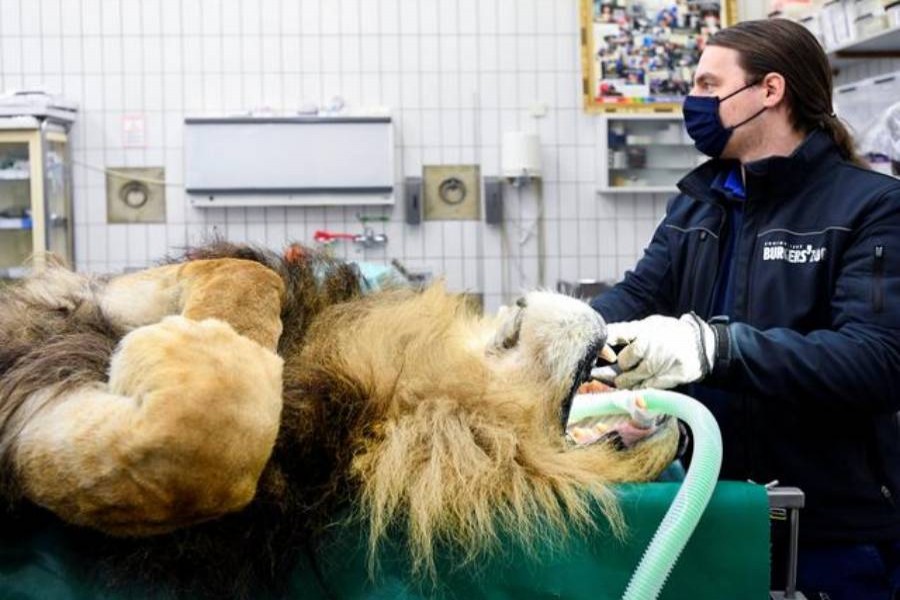 Lion has vasectomy after siring five cubs