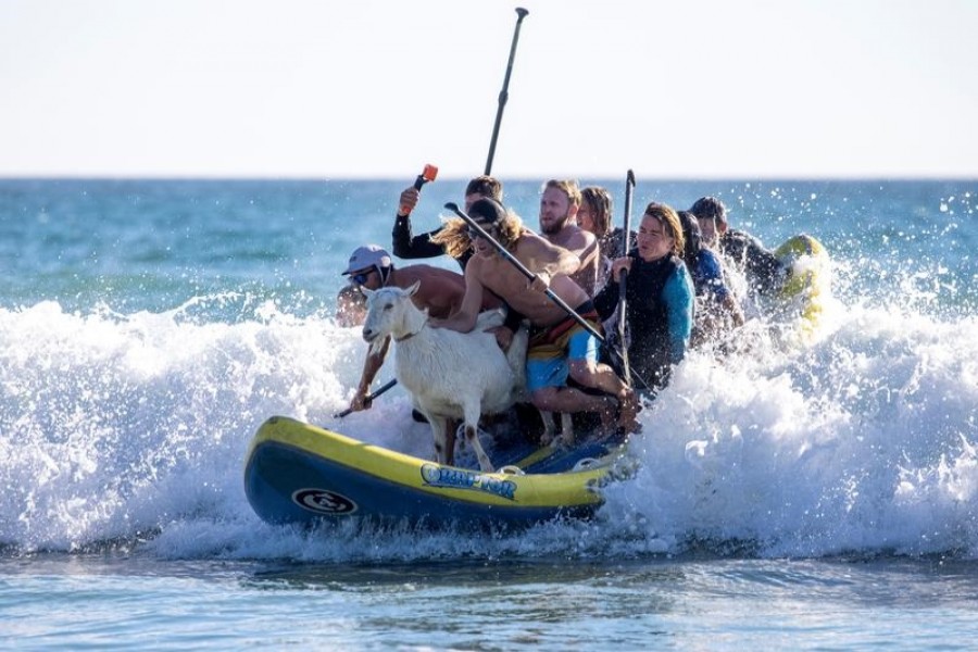 Surfing pet goat coolly rides the waves