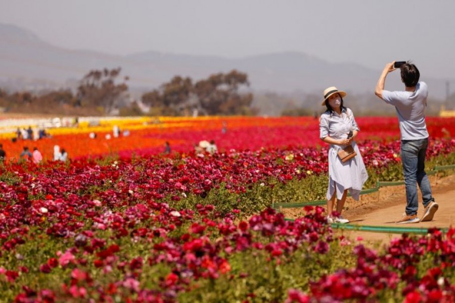 Visitors take pictures at "The Flower Fields" in Carlsbad, California, on March 31, 2021.PHOTO: REUTERS