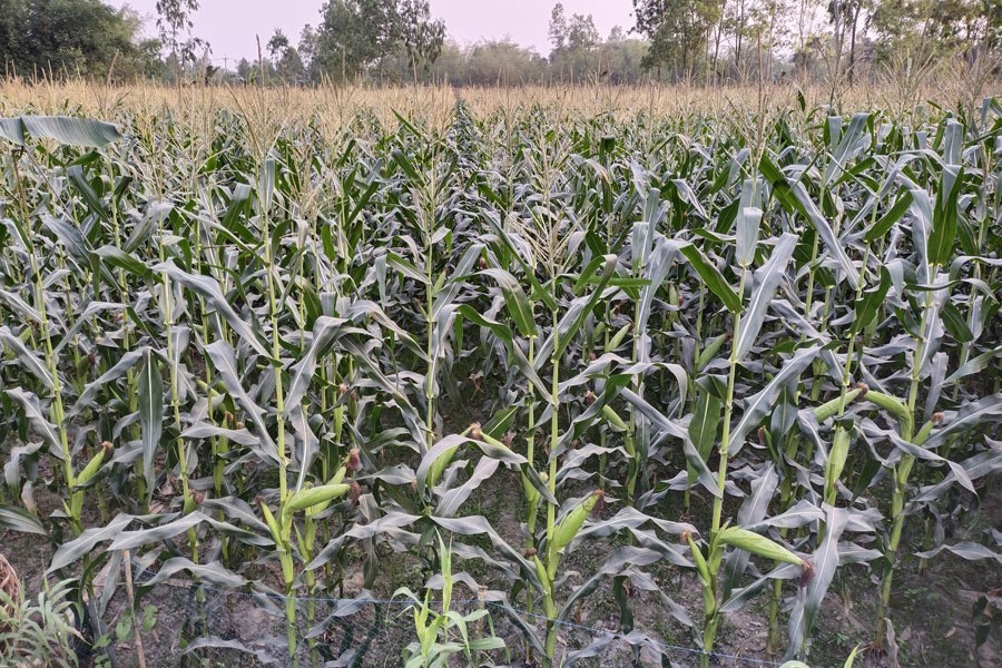 A partial view of maize field in the Khulaghat area in Lalmonirhat sadar upazila — FE Photo