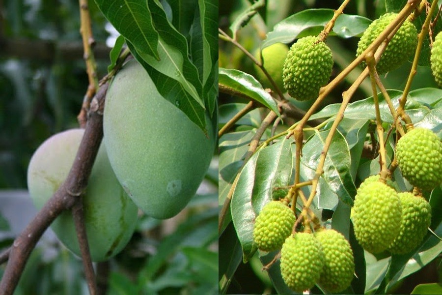 Extreme heat affecting growth of mango, litchis in Rajshahi