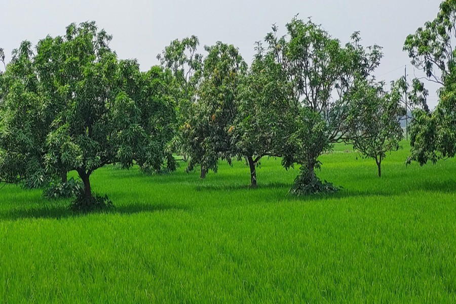 Boro paddy being cultivated inside mango orchard in Raipara village under Durgapur upazila in Rajshahi district — FE Photo