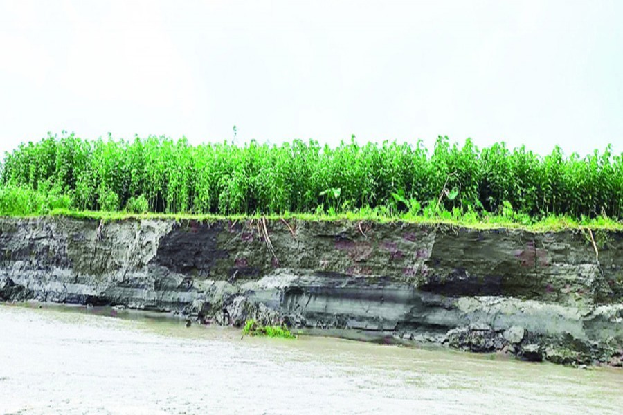 Photo shows the Teesta river engulfing a stretch of cropland in Sunderganj upazila of Gaibandha — FE Photo