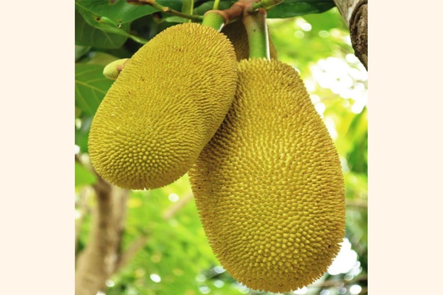 Bangladeshi jackfruits hit German market for first time