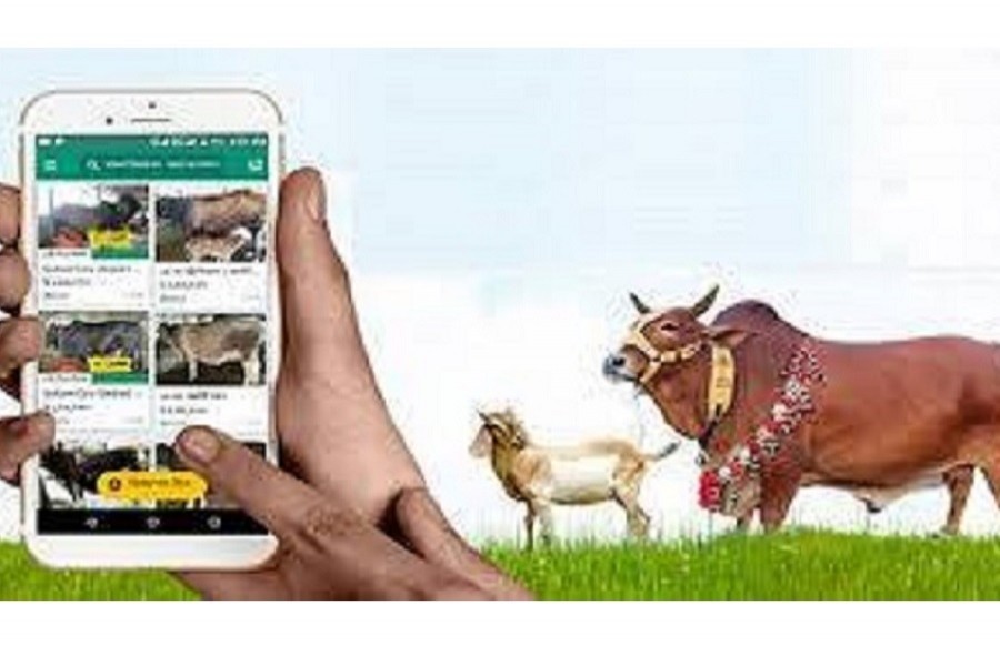 Challenge of online cattle marketing   