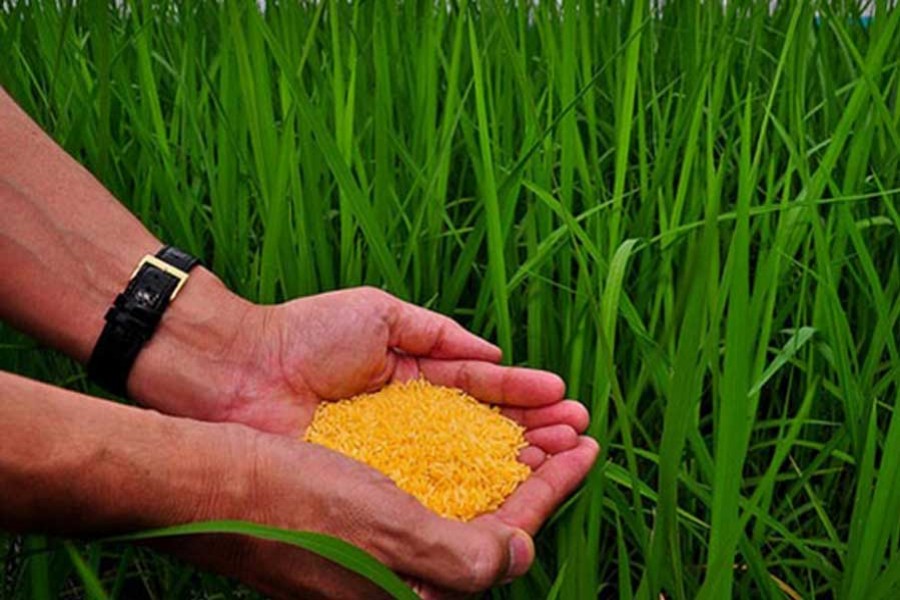 Philippines clears golden rice for commercial use, Bangladesh may approve soon