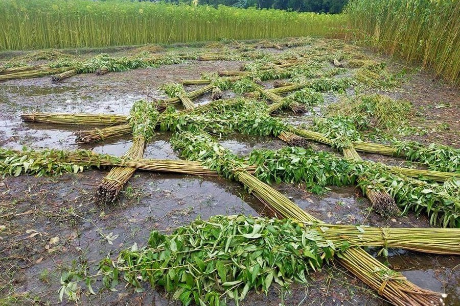 The harvested jute lying in the field in Netrakona — FE Photo