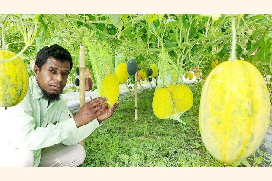 A farmer posing at his yellow watermelon garden in Shingra upazila of Natore district — FE Photo