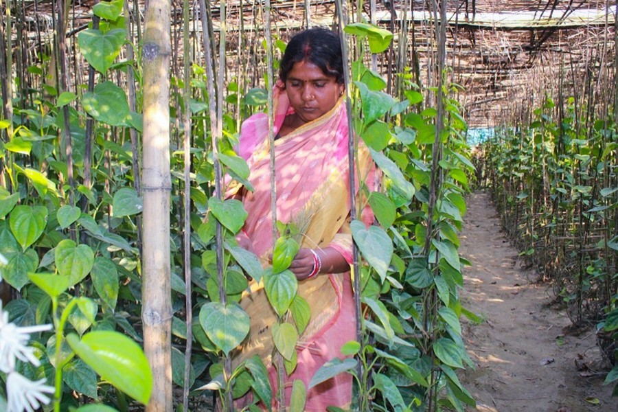A woman taking care of betel plants at a garden in Jageshwar village of Naogaon sadar upazila— FE Photo