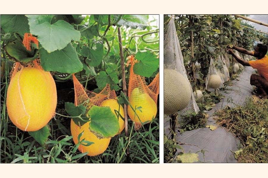 A view of cultivated rockmelon on the banks of the fish enclosure of Elias Mollah and Afzal Mollah at Panchpota village in Dumuria upazila of Khulna district (left) and Kazi Anwar Hossain, a farmer from Balarampur village in Cumilla's Sadar Dakshin Upazila, taking care of his rockmelon fruit — FE Photos