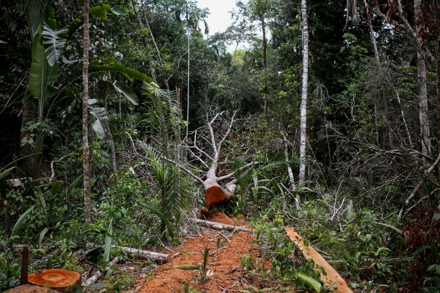 A felled tree is seen in the middle of a deforested area of the Yari plains, in Caqueta, Colombia March 3, 2021. REUTERS/Luisa Gonzalez