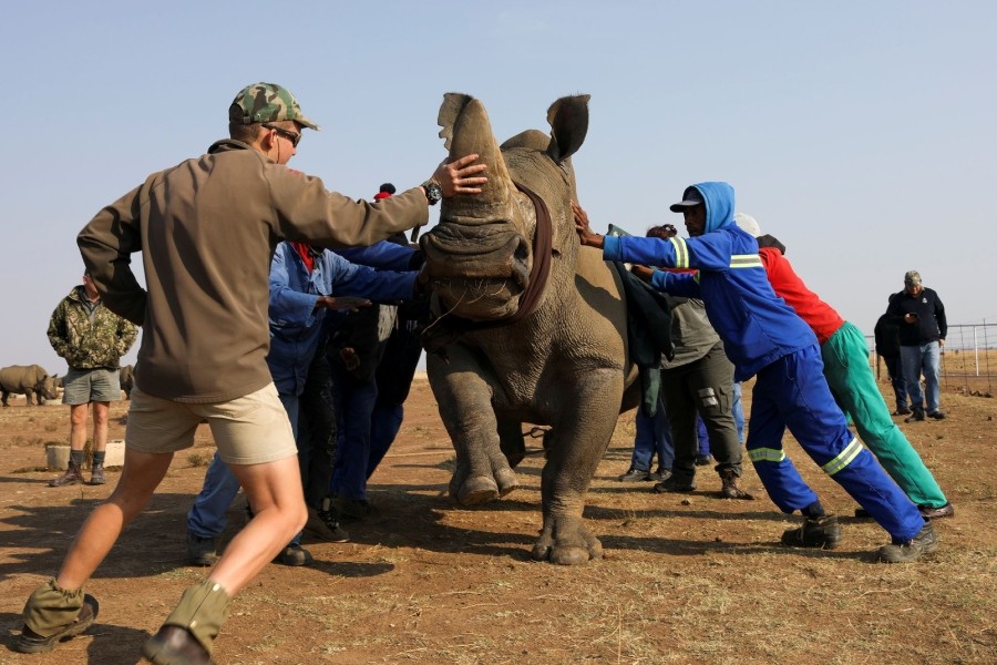 Workers attempt to bring a tranquillised rhino to the ground before dehorning it at the Buffalo Dream Ranch, the biggest private rhino sanctuary on the continent, in Klerksdorp, South Africa's North West Province, September 6, 2021. REUTERS/Siphiwe Sibeko