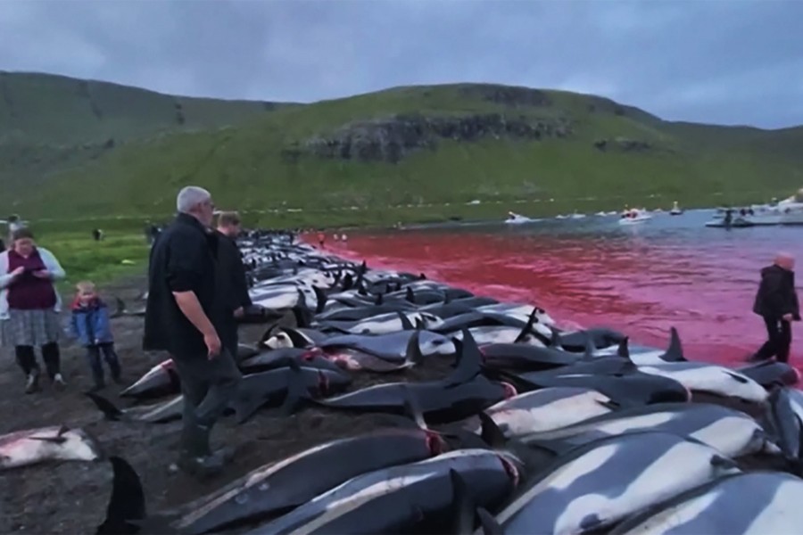 Over 1,400 dolphins killed in Faroe Islands