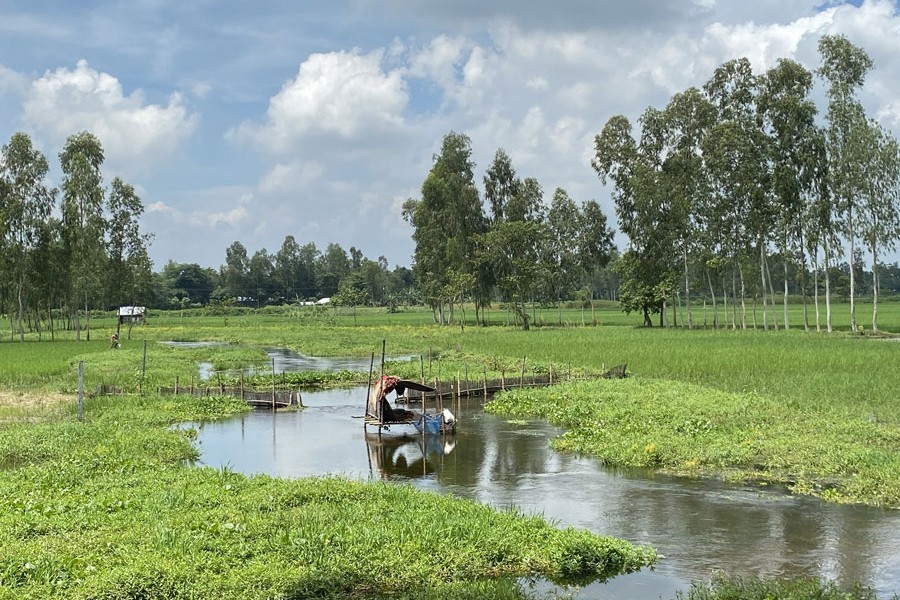 Photo shows the integrated crop farming at Ulipur upazila in Kurigram — FE Photo