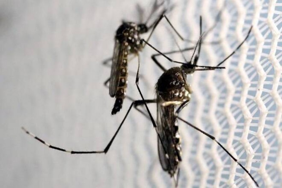 254 more hospitalised with Dengue, no death reported